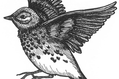 Meadow pipit