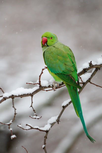 The ring-necked parakeet, one of the most successful birds to colonise London, still looks conspicuously out of place in Hyde Park in the snow