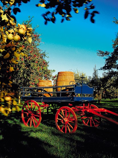 ‘The plan was to pour the apple juice into an oak hogshead, freshly emptied of its whisky’