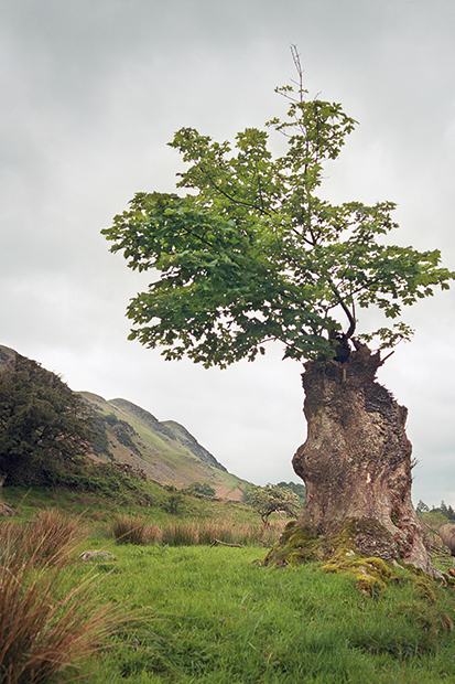 A ‘nurse log’ — a tree stump in which a seed has germinated, thereby avoiding browsing herbivores and the overshading of undergrowth. From Uncommon Ground by Dominick Tyler