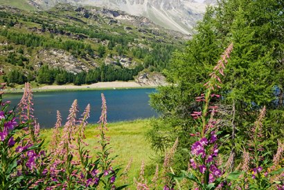 Alpine joys in summer