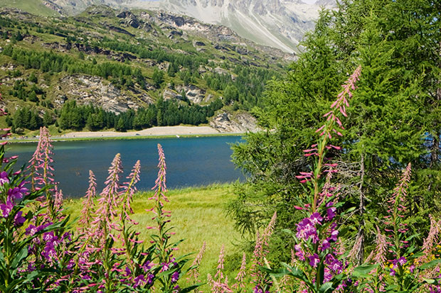 Alpine joys in summer