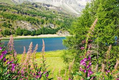 Alpine joys in summer
