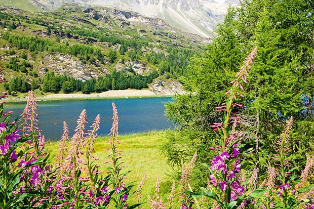 Alpine joys in summer