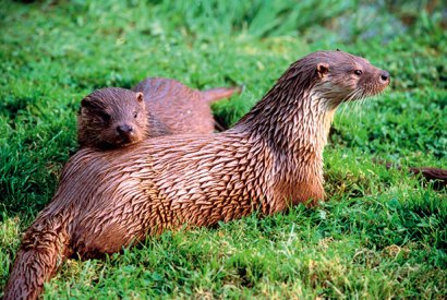 An otter’s metabolism is so high that you’d have to eat 88 Big Macs a day to match it