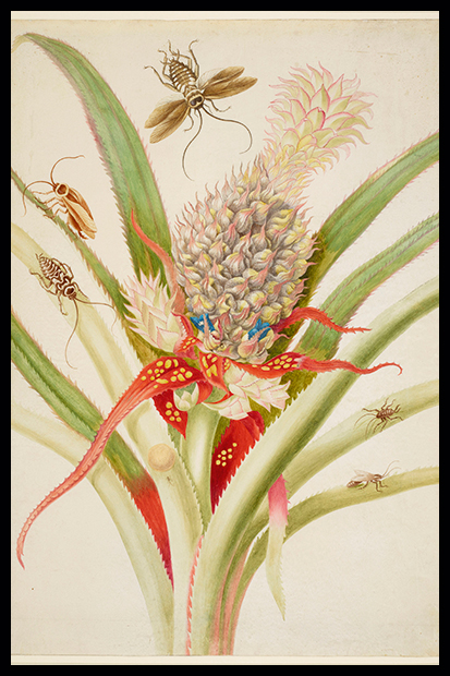 ‘Pineapple with cockroaches’, 1702–03, by Maria Merian