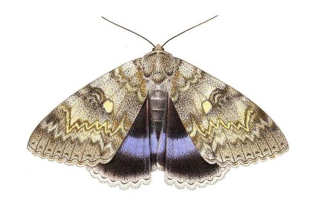 The magnificent Clifden Nonpareil — or Blue Underwing — faced extinction as a breeding species in Britain. There are now at least four colonies thriving in Sussex
