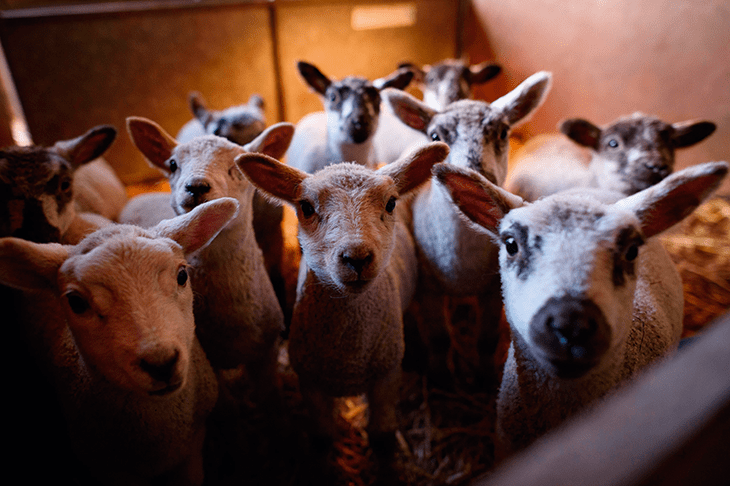 Sheep thrills: holidaying on a working farm