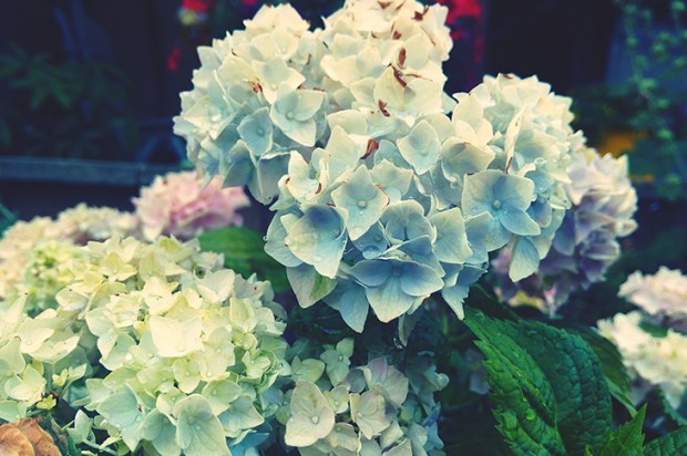 Blue Hydrangeas (Image: Getty)