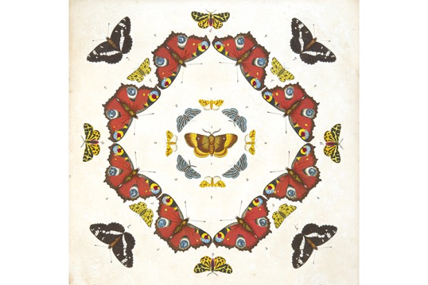 An illustration from Emperors, Admirals and Chimney Sweepers by Peter Marren