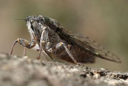 insects